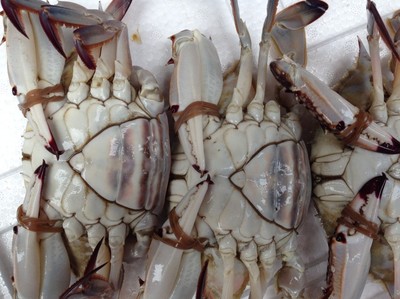 批发鲜活红膏梭子蟹5两左右每只精品一级海蟹海产品水产品海鲜