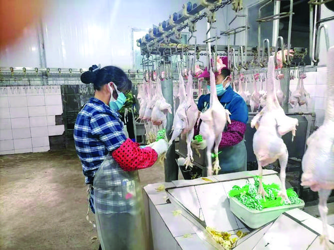 图)按照全市统一部署,万州于今年2月启动家禽"集中屠宰,冷链配送,生鲜
